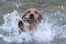 swimming